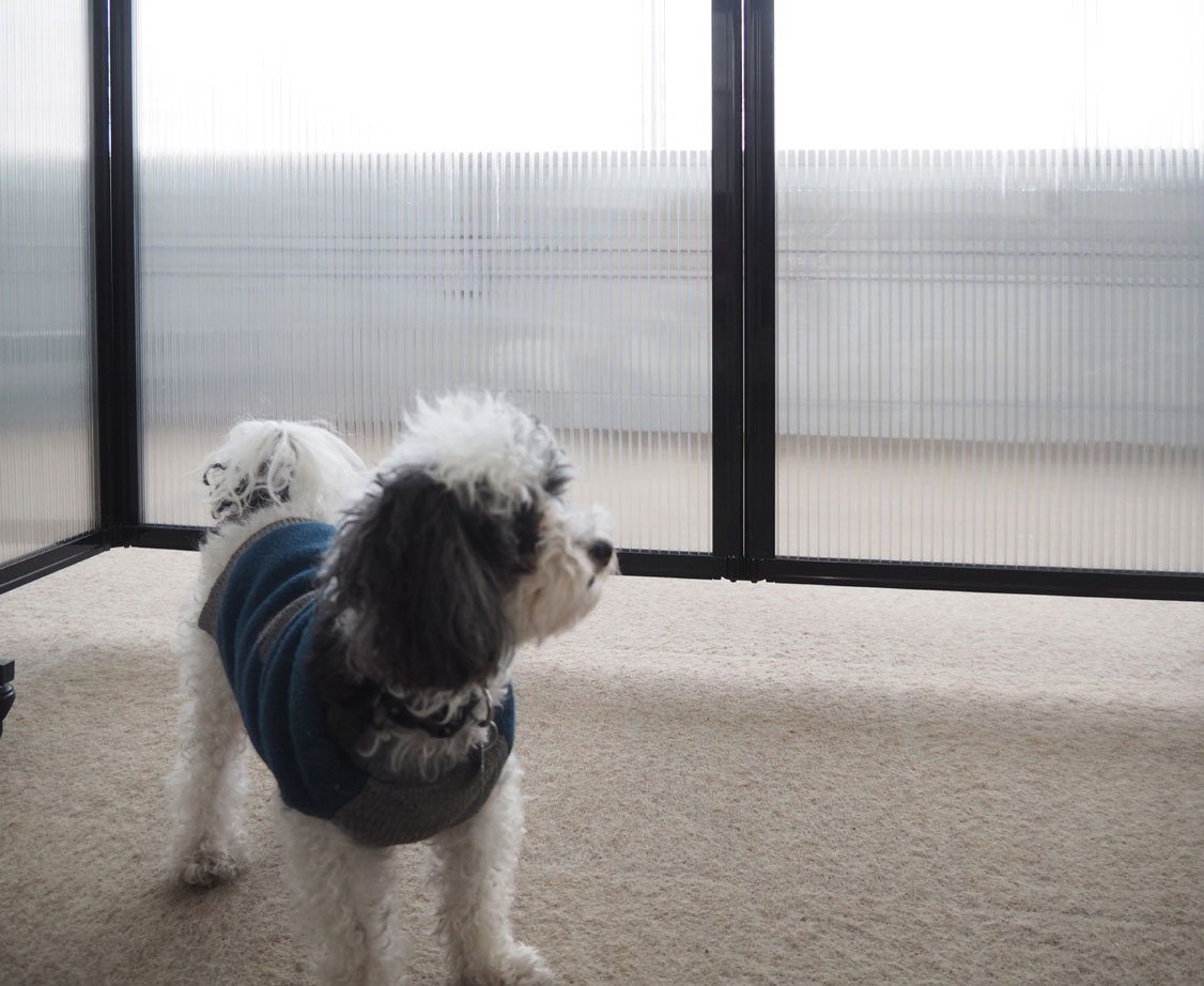 portable partitions dog